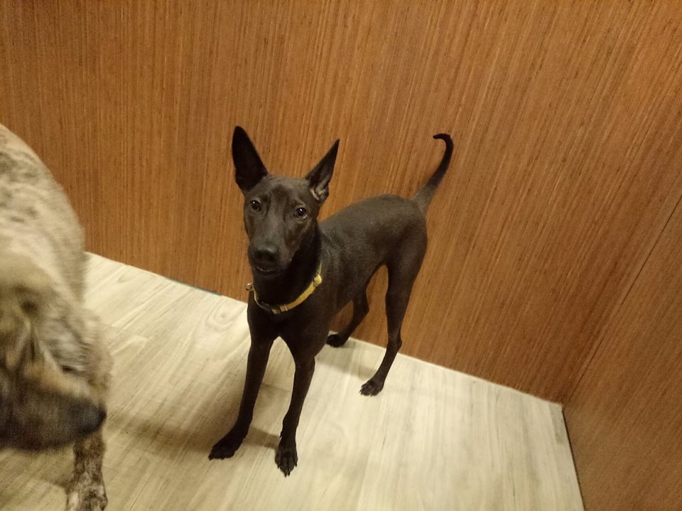 BJL平台:《那件疯狂的小事叫爱情》主创空降沈阳 陈伟霆人气爆棚(图1) BJL平台集团