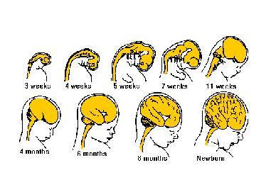 策略竞技PK手游《斗兽战棋》10月18日公测|BJL平台(图4) BJL平台