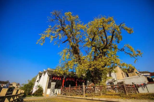 《大闹西游》小蓝猴表情包上线 萌趣与实用兼具 解锁聊天新体验‘BJL平台集团’(图4) BJL平台集团