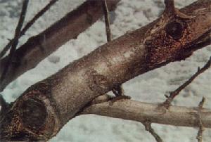 【BJL平台】《超人总动员2》成全球最快破10亿美元动画电影 也是北美影史票房最高动画(图1) BJL平台